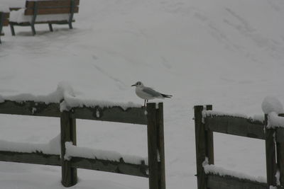 Seagull perching on wooden post