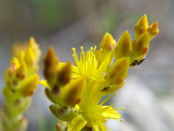 High angle view of yellow flowers