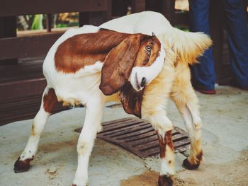 Close-up of dog standing outdoors