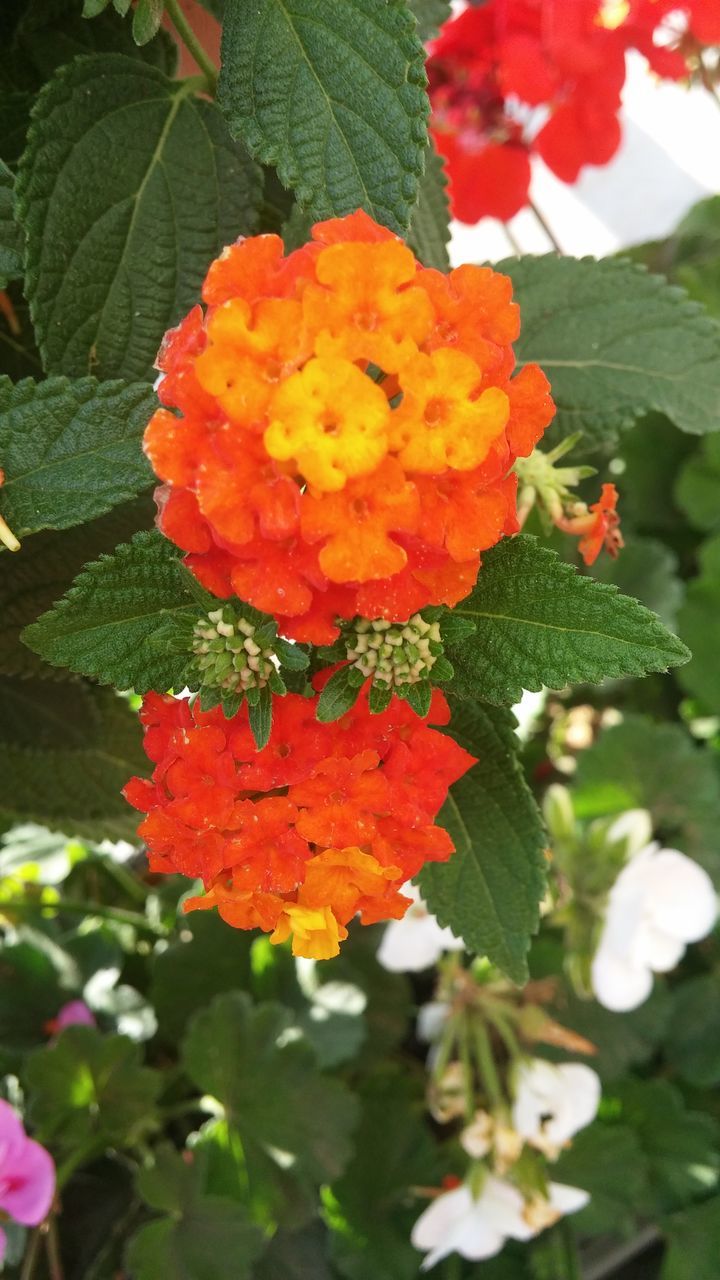 flower, freshness, petal, fragility, leaf, flower head, growth, beauty in nature, blooming, close-up, nature, plant, focus on foreground, orange color, red, green color, in bloom, park - man made space, day, blossom