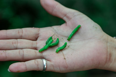 Cropped image of hand holding insect