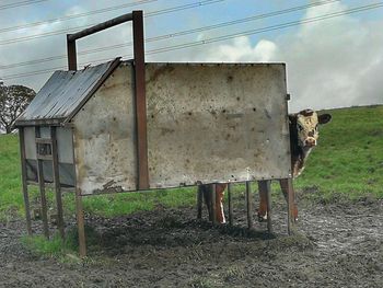 Cow in a field