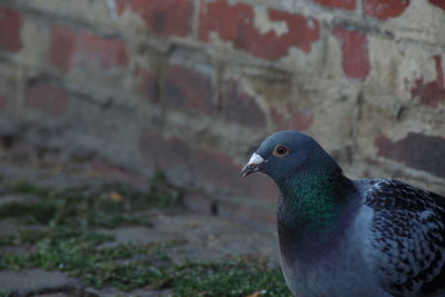 Close-up of bird on retaining wall