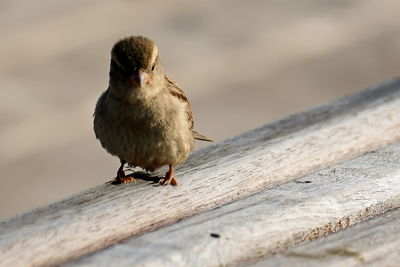 Close-up of bird perching on wood