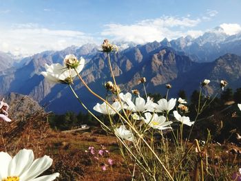 Close-up of white flowering plants against sky