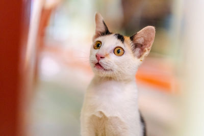 Close-up portrait of a cat