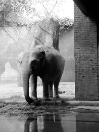 Elephant standing by water