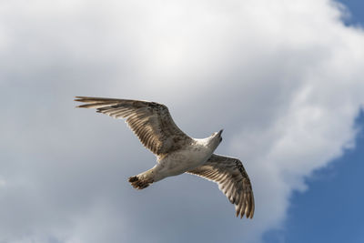 Low angle view of seagull flying in sky