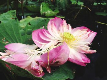 Close-up of pink flower