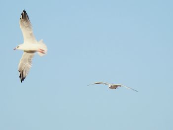 Low angle view of seagulls flying in sky