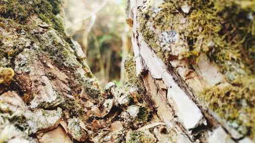 Close-up of moss growing on tree trunk