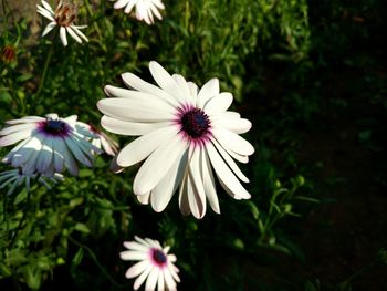 Close-up of white daisy blooming outdoors