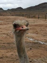 Portrait of a bird on field