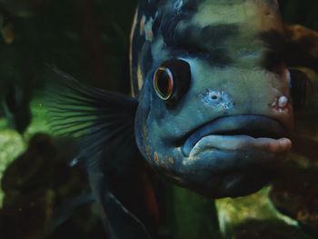 Close-up of fish swimming in sea