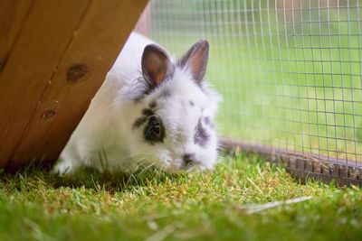 Close-up of a cat in cage