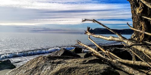 Driftwood on beach against sky