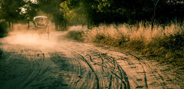 Horse cart running on dirt road