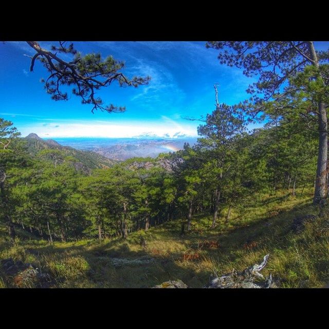 tree, tranquility, sky, tranquil scene, scenics, beauty in nature, growth, nature, landscape, mountain, green color, forest, lush foliage, cloud, non-urban scene, day, idyllic, cloud - sky, non urban scene, transfer print