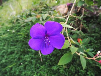Close-up of purple flower on field