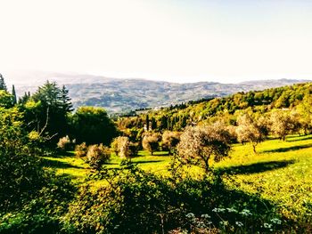 Scenic view of field against clear sky