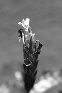 Close-up of plant against blurred background