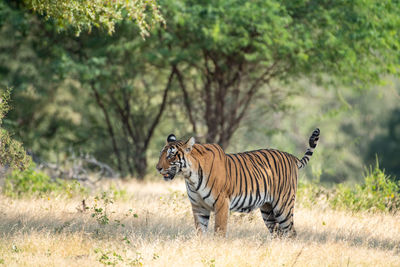 Tiger in a field