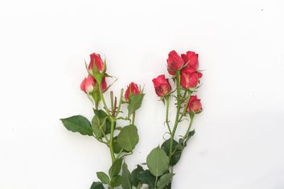 Close-up of red flowers against white background