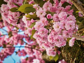 Close-up of pink cherry blossom