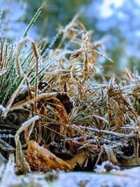 Close-up of frozen plants on field during winter