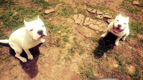 Portrait of white dog on field