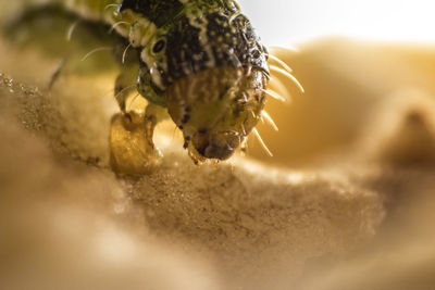 Close-up of insect on white background