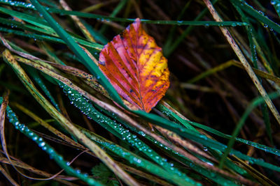 Close-up of butterfly on leaf