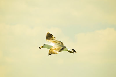 Close-up of bird flying against sky