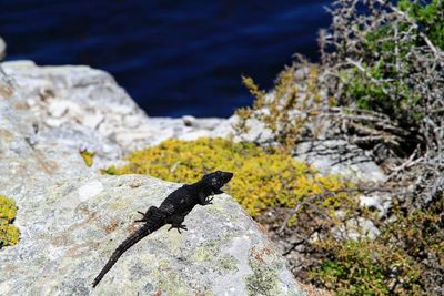 View of lizard on rock