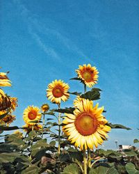 Low angle view of sunflower against blue sky