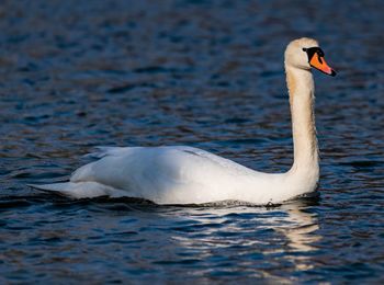 Swan swimming in lake