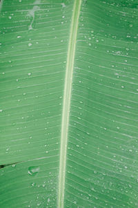 Full frame shot of wet leaf