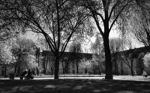 Bare trees in park