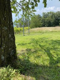 Trees on field