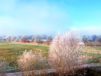 Trees on field against clear sky