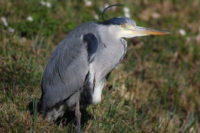 Close-up of a bird on field