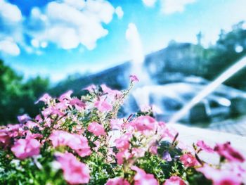 Close-up of pink flowers on plant against sky