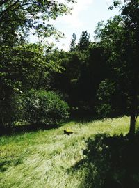 Scenic view of grassy field against sky