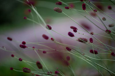 Close-up of red flowering plant