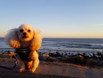 Close-up of dog by sea against sky