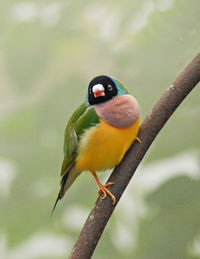 Close-up of bird perching on branch