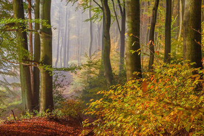 Sunlight streaming through trees in forest