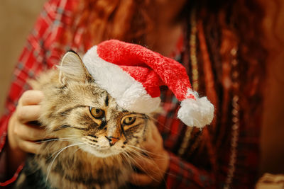 Close-up of a cat looking away