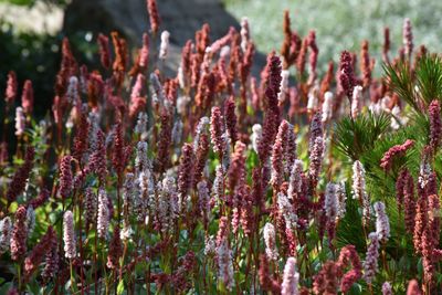 Close-up of purple flowering plants on field