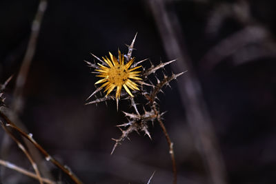 thorns, spines, and prickles